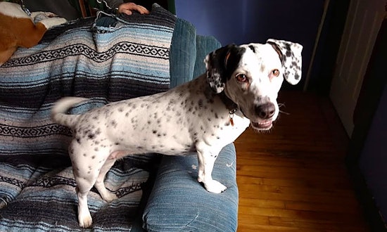 These Minneapolis canines are up for adoption