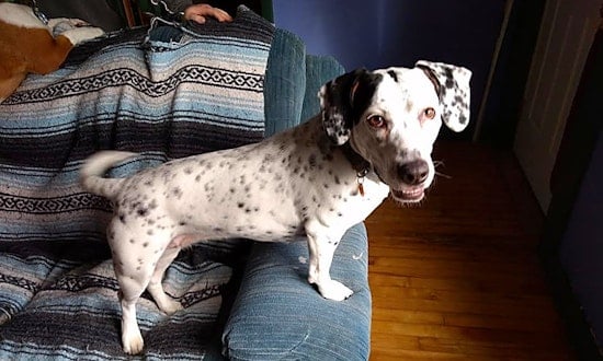 These Minneapolis canines are up for adoption