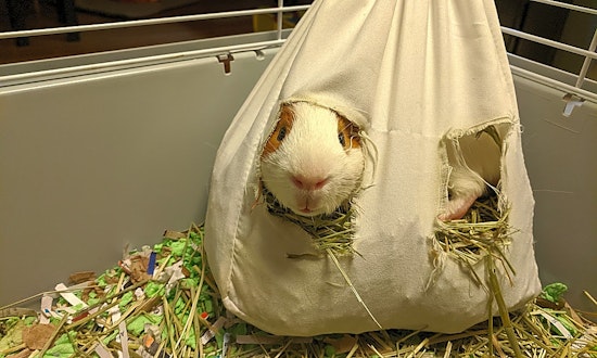 5 lovable pets to adopt now in Saint Paul