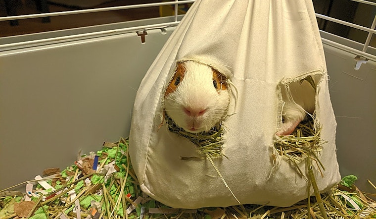 5 lovable pets to adopt now in Saint Paul