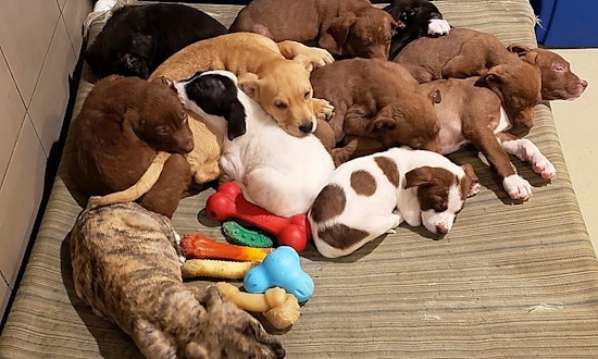 These Chicago-based puppies are up for adoption