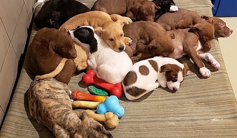 These Chicago-based puppies are up for adoption