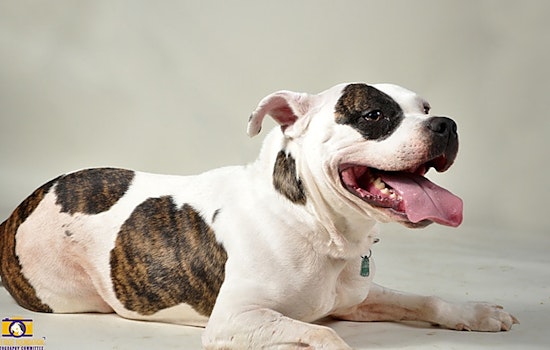 Want to adopt a pet? Here are 7 delightful doggies to adopt now in Memphis