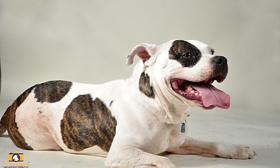 Want to adopt a pet? Here are 7 delightful doggies to adopt now in Memphis