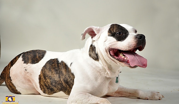 Want to adopt a pet? Here are 7 delightful doggies to adopt now in Memphis