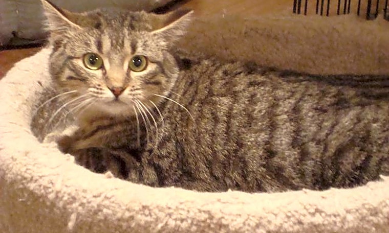 Want to adopt a pet? Here are 7 charming cats to adopt now in St. Louis