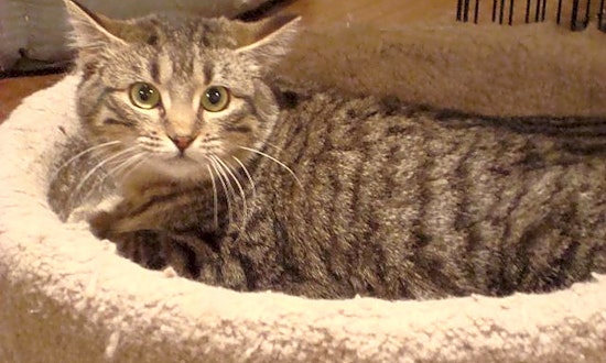 Want to adopt a pet? Here are 7 charming cats to adopt now in St. Louis