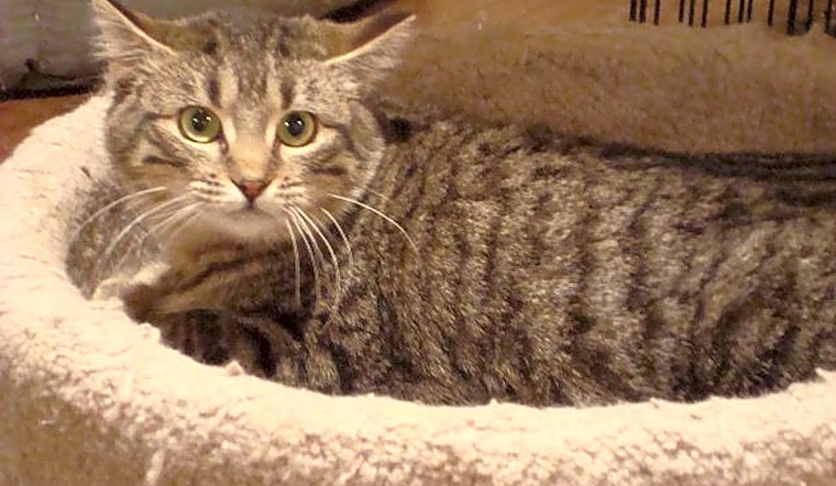 Want to adopt a pet? Here are 7 charming cats to adopt now in St. Louis