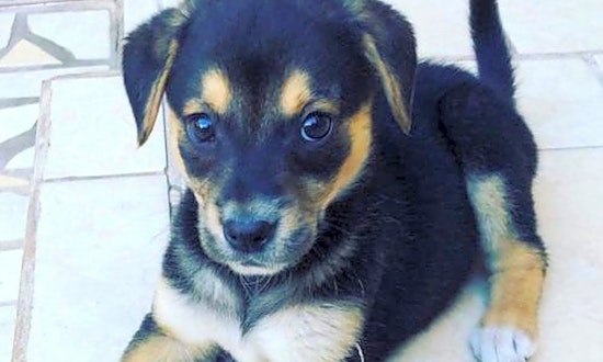 These San Diego-based puppies are up for adoption and in need of a good home