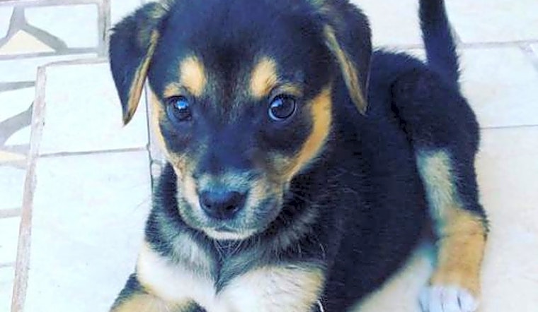 These San Diego-based puppies are up for adoption and in need of a good home