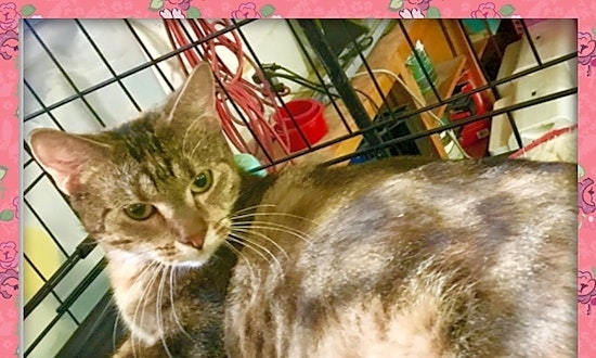 These New Orleans-based cats are up for adoption and in need of a good home