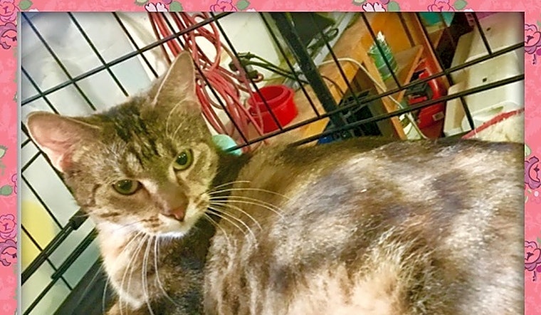 These New Orleans-based cats are up for adoption and in need of a good home