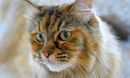 Looking to adopt a pet? Here are 5 furry felines to adopt now in Oakland