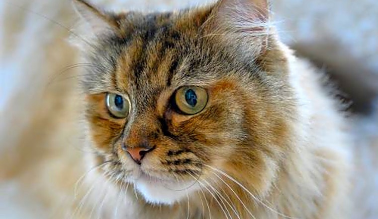 Looking to adopt a pet? Here are 5 furry felines to adopt now in Oakland