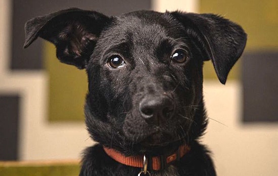 These Portland-based puppies are up for adoption and in need of a good home