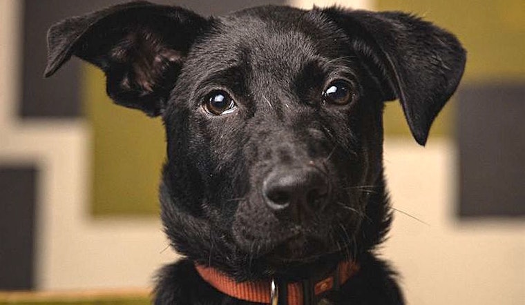 These Portland-based puppies are up for adoption and in need of a good home