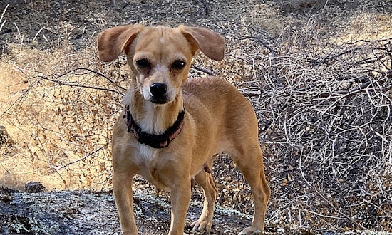 Want to adopt a pet? Here are 7 cuddly canines to adopt now in San Jose