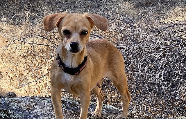 Want to adopt a pet? Here are 7 cuddly canines to adopt now in San Jose