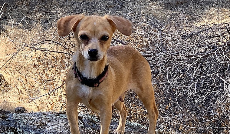 Want to adopt a pet? Here are 7 cuddly canines to adopt now in San Jose