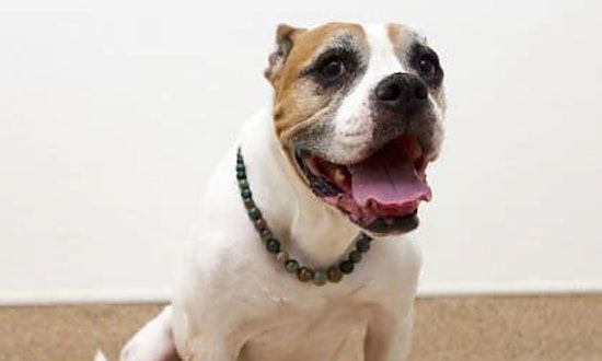 Want to adopt a pet? Here are 5 lovable pups to adopt now in Sacramento