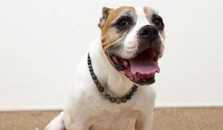 Want to adopt a pet? Here are 5 lovable pups to adopt now in Sacramento
