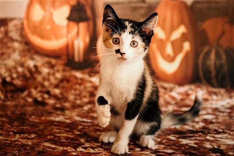 4 cuddly kittens to adopt now in Sacramento
