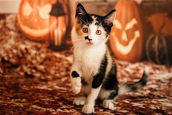 4 cuddly kittens to adopt now in Sacramento