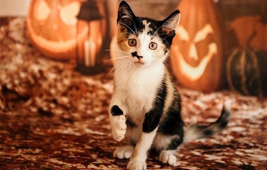 4 cuddly kittens to adopt now in Sacramento