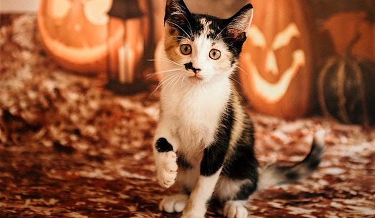 4 cuddly kittens to adopt now in Sacramento