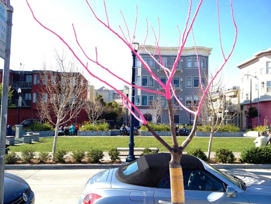 Pink Tree on Octavia To Be Removed