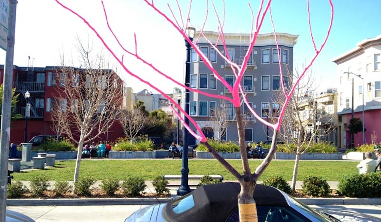 Pink Tree on Octavia To Be Removed