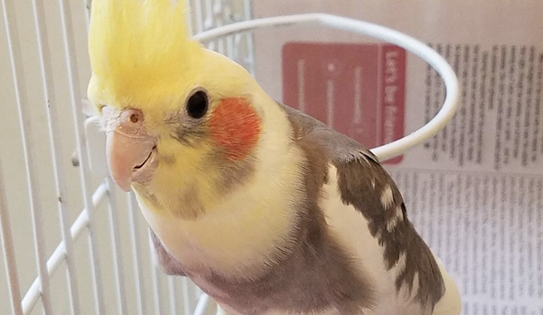 Looking to adopt a pet? Here are 4 lovable birds to adopt now in Tucson