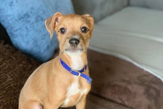 3 cuddly canines to adopt now in San Francisco