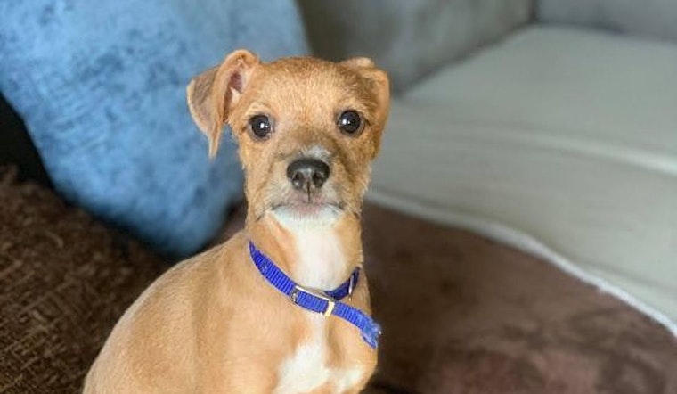 3 cuddly canines to adopt now in San Francisco