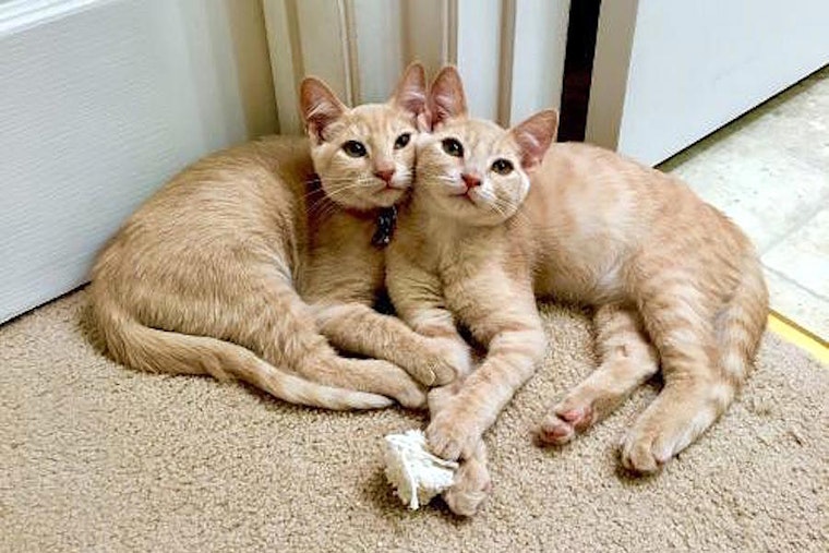 7 charming cats to adopt now in San Jose