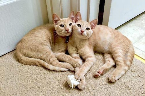 7 charming cats to adopt now in San Jose
