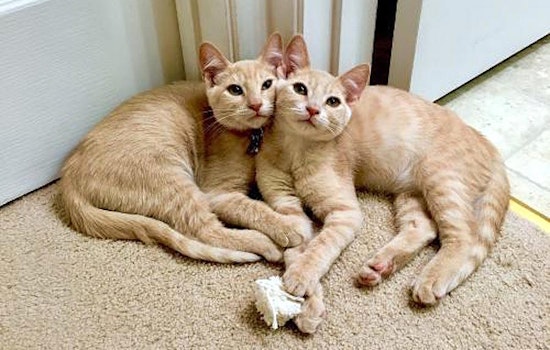 7 charming cats to adopt now in San Jose