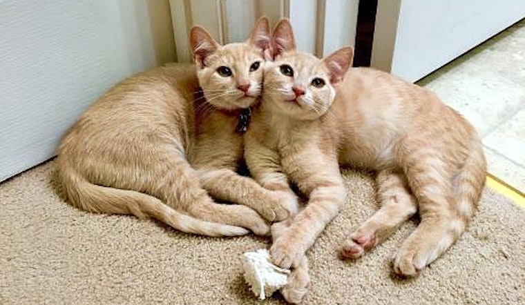 7 charming cats to adopt now in San Jose