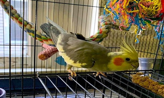 These Indianapolis-based pets are up for adoption and in need of a good home