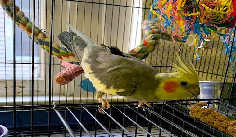 These Indianapolis-based pets are up for adoption and in need of a good home