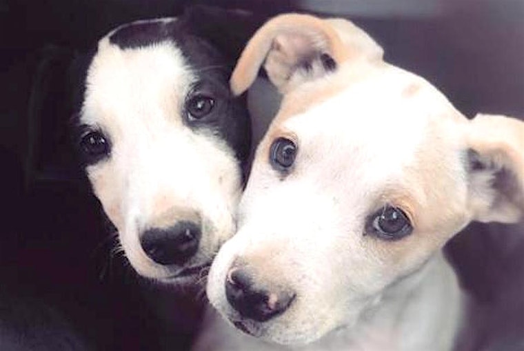 6 perfect puppies to adopt now in Fresno