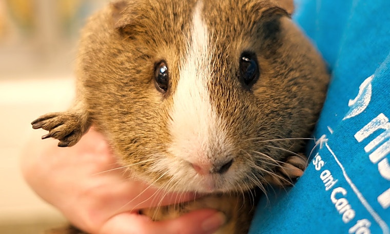 Looking to adopt a pet? Here are 7 lovable pets to adopt now in Boston