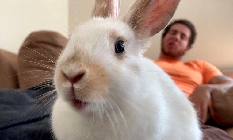 Want to adopt a pet? Here are 4 cheeky rabbits ready for homes now in Philadelphia