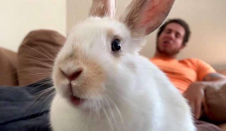 Want to adopt a pet? Here are 4 cheeky rabbits ready for homes now in Philadelphia