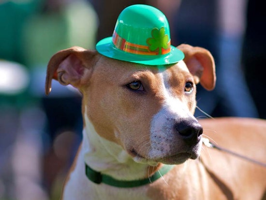 St. Patrick's Day Festival at Civic Center Today
