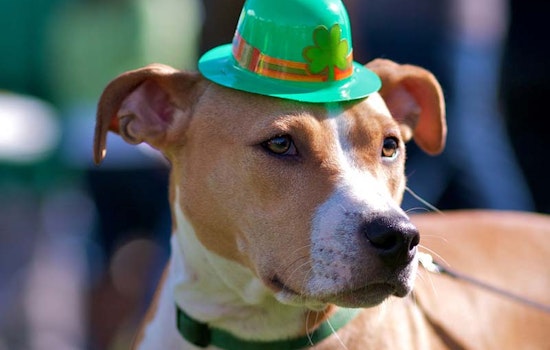 St. Patrick's Day Festival at Civic Center Today
