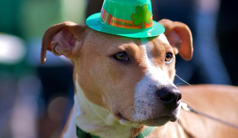 St. Patrick's Day Festival at Civic Center Today