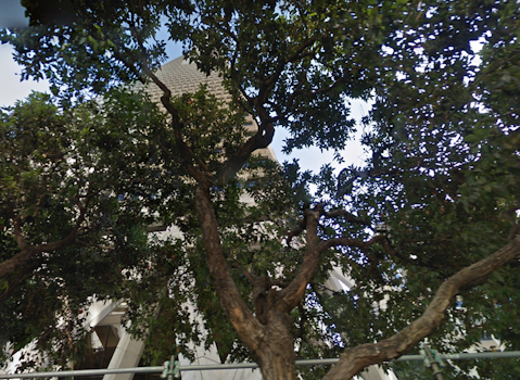 Transamerica Pyramid Withdraws Appeal To Remove Trees