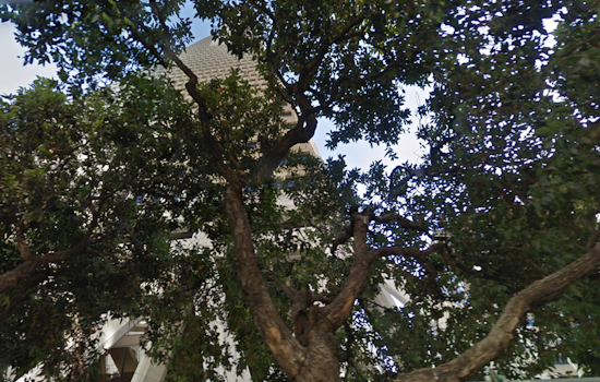 Transamerica Pyramid Withdraws Appeal To Remove Trees
