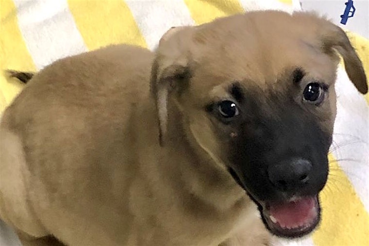 Looking to adopt a pet? Here are 3 perfect pups to adopt now in Los Angeles